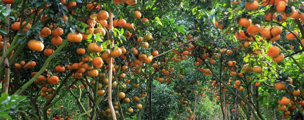 Vườn Cây Trái Vĩnh Kim Tiền Giang