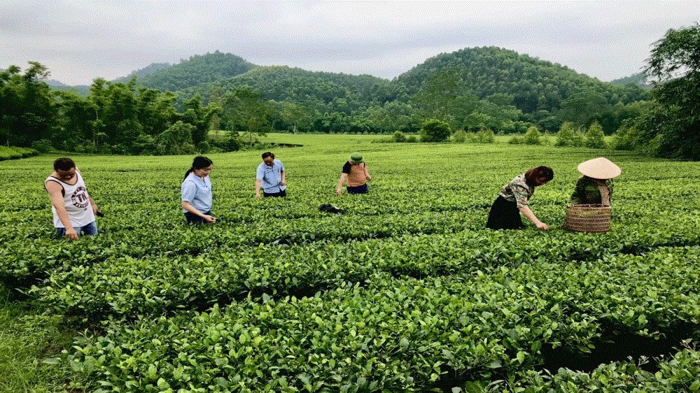 Đồi chè Bản Bo