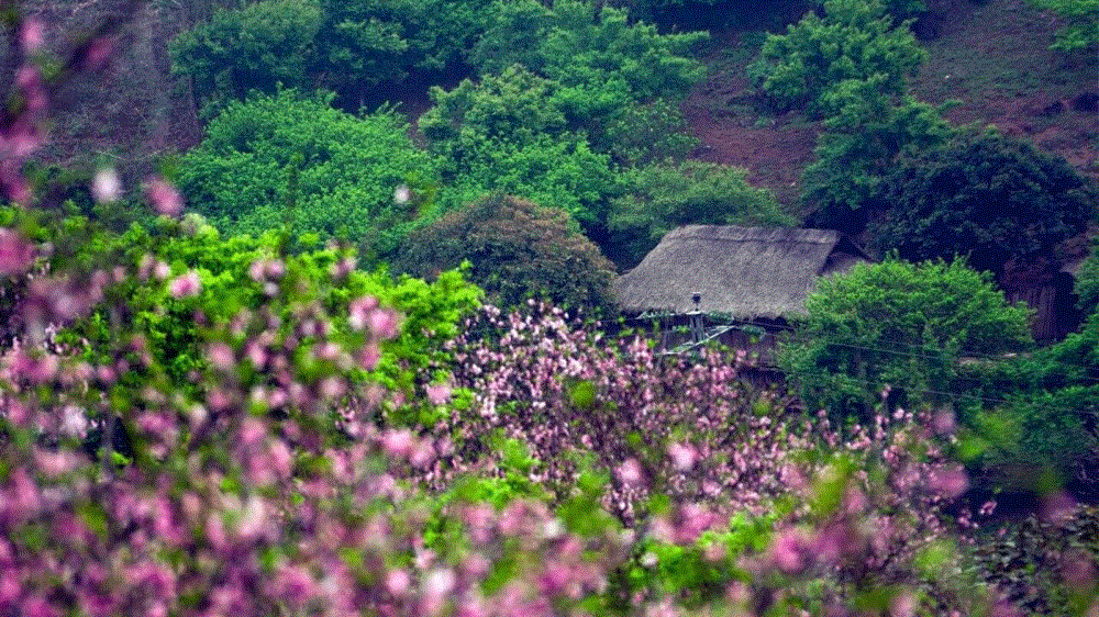 Vườn anh đào Mường Phăng