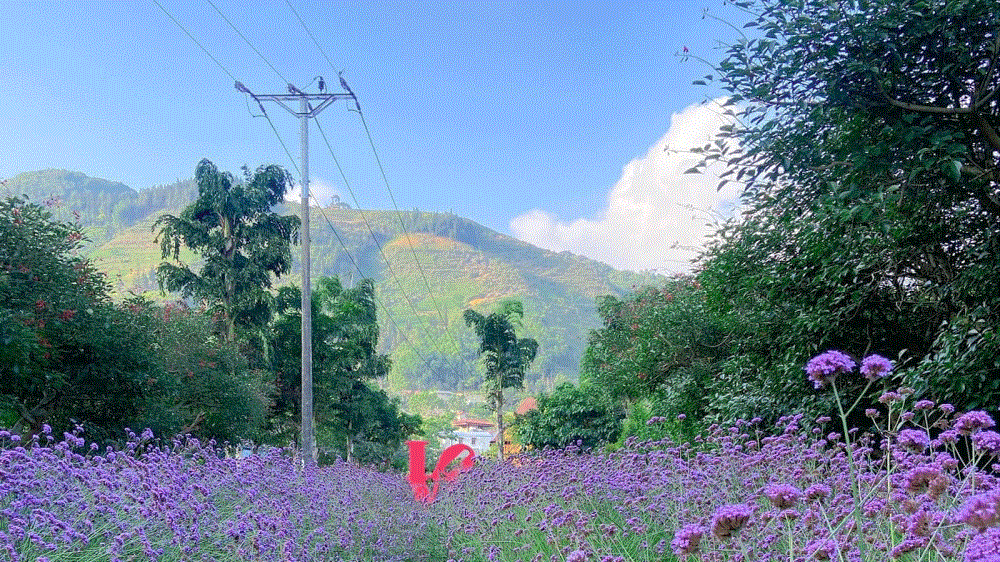 Thung lũng hoa Bắc Hà