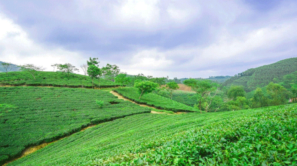 Đồi chè Linh Dương