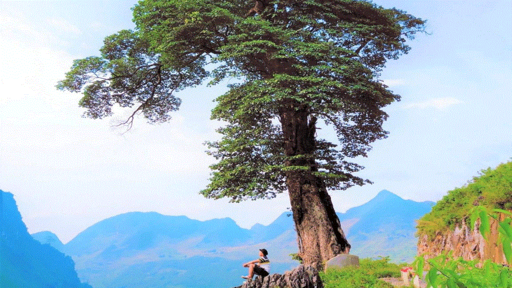 Cây cô đơn Hà Giang