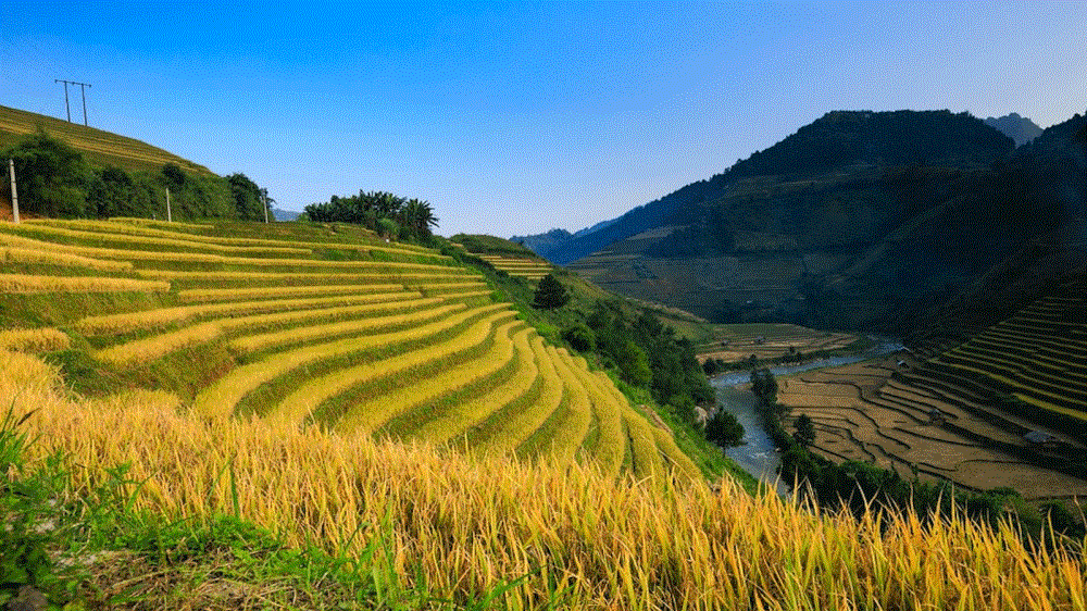 Thông Nguyên