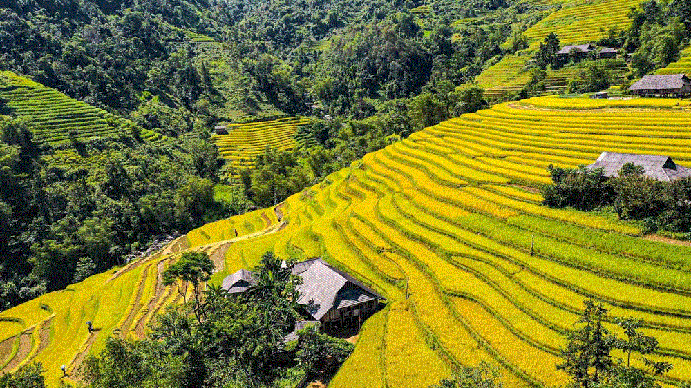 Bản Luốc