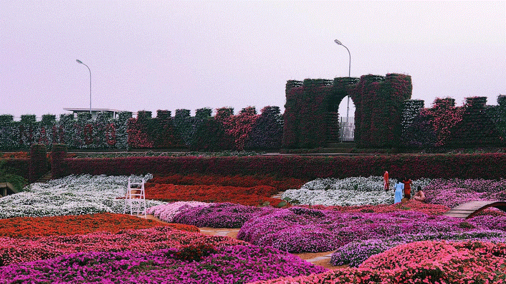 Thung lũng hoa Hồ Tây