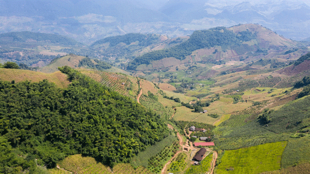 Rừng thông Noong Cốp