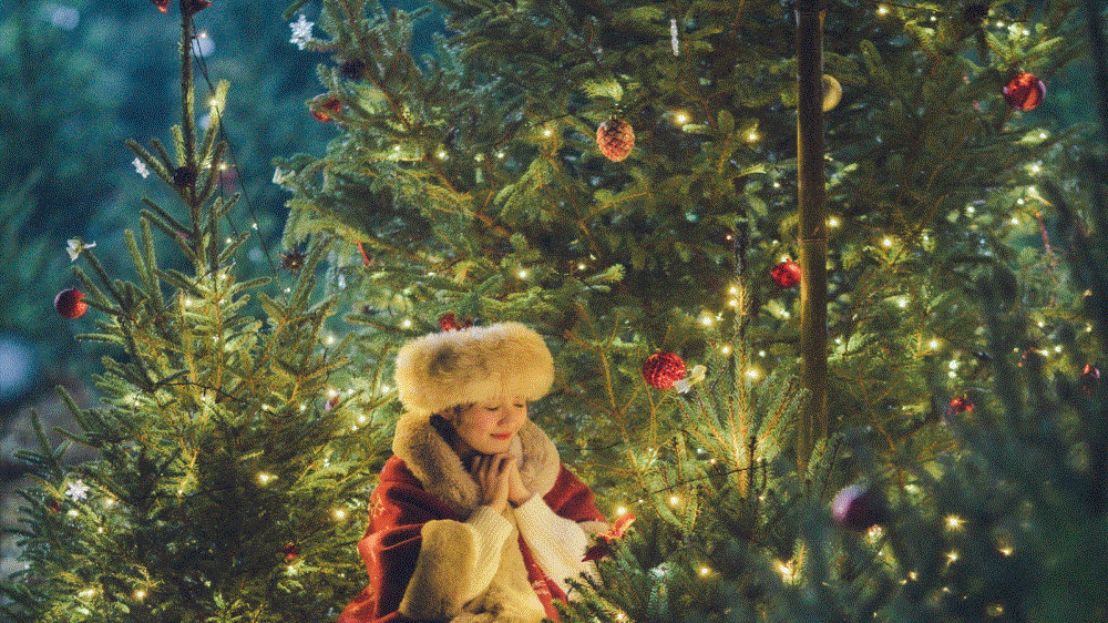 Vườn thông Noel Mộc Châu