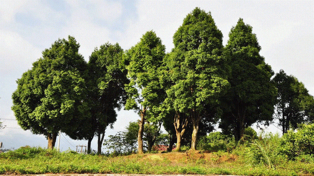 Làng Pơ Mu