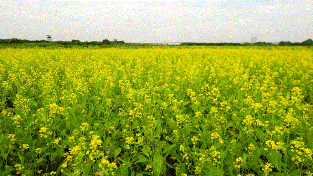 Trại hoa vàng Mộc Châu