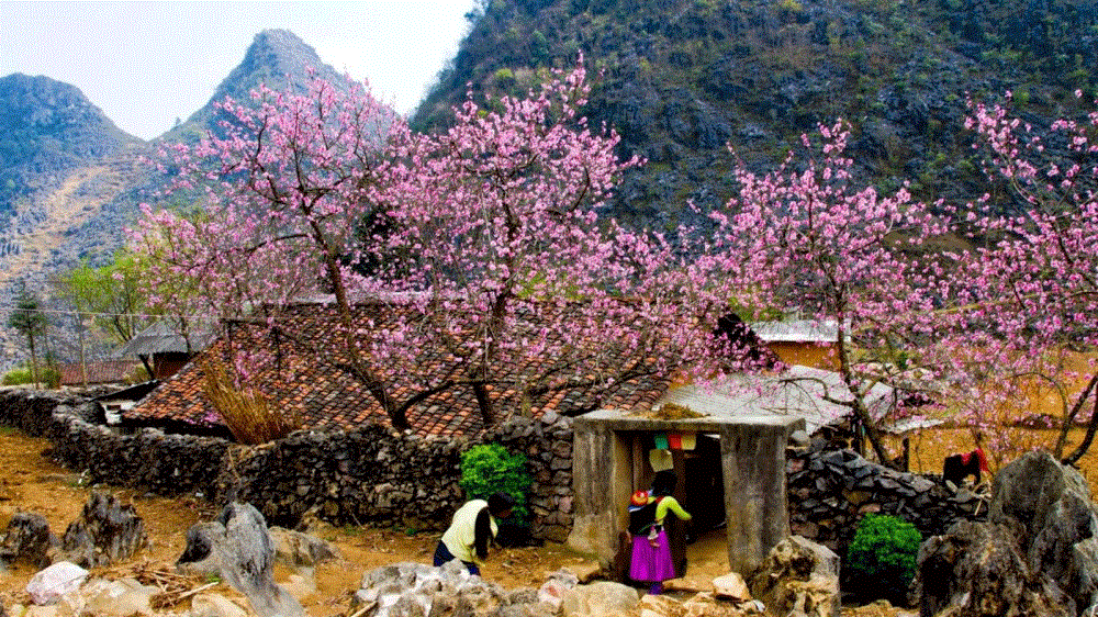Hoa Mộc Châu Farm