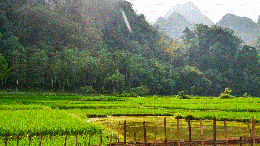Bản Cỏi