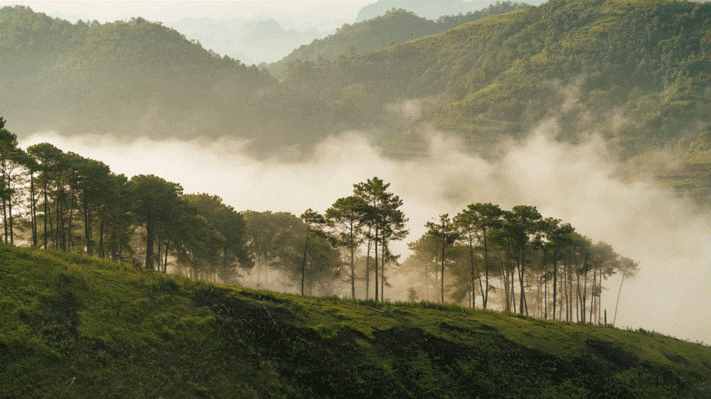 Đồi thông Thanh Thuỷ