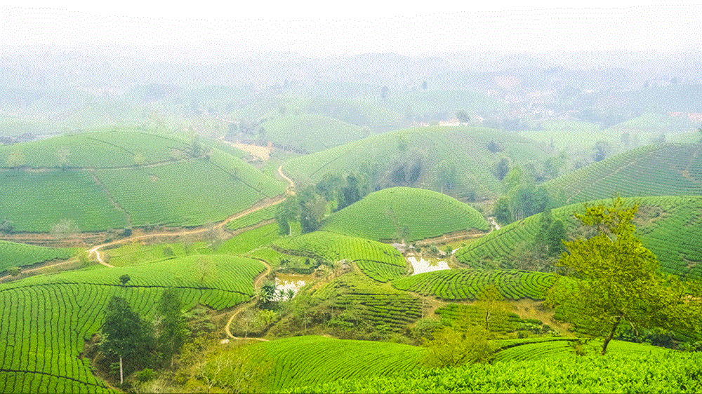 Đồi chè Long Cốc