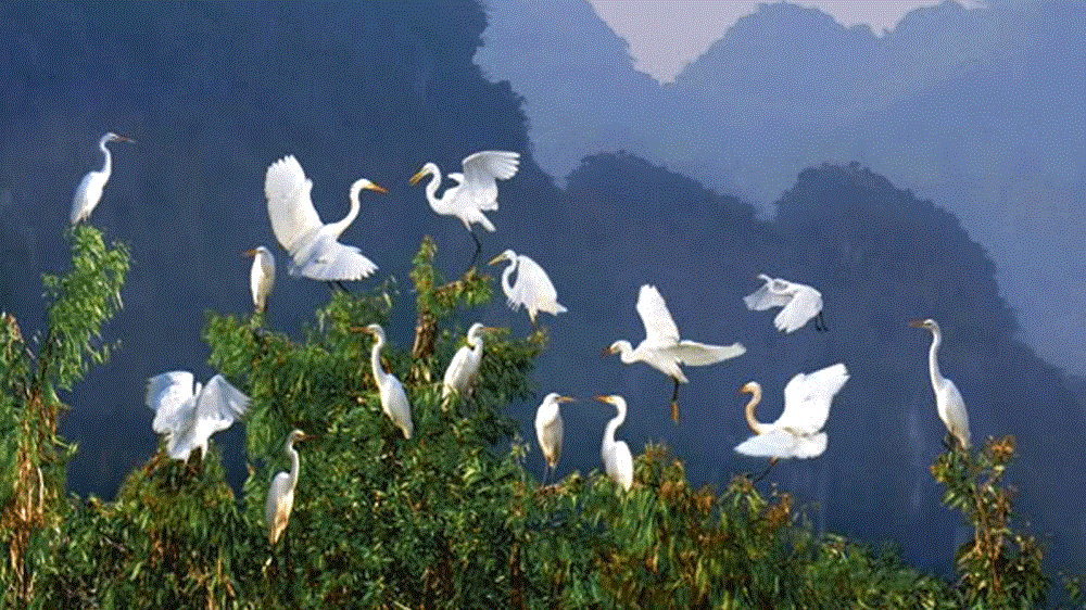 Vườn cò Hải Lựu