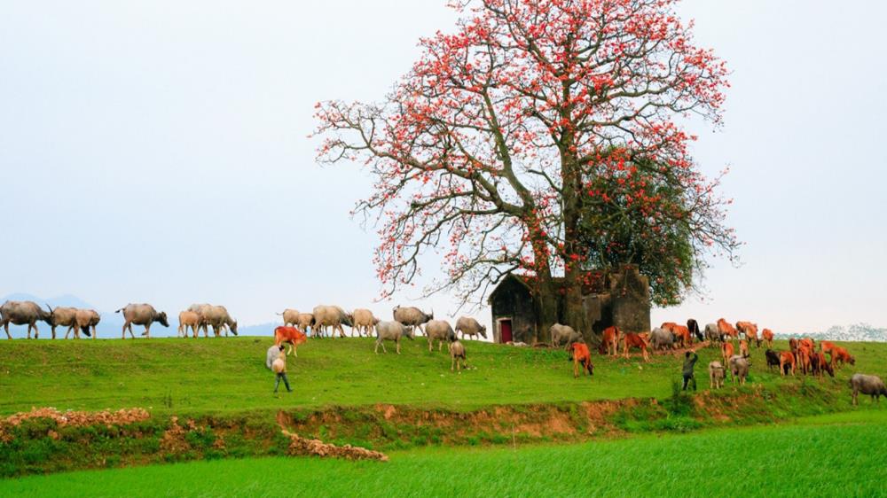 Cây gạo cô đơn