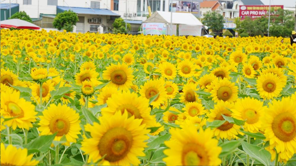 Vườn hướng dương Hải Dương