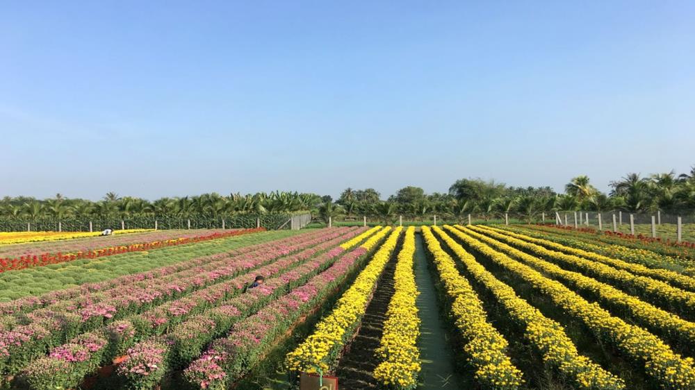 Làng hoa Hạ Lũng