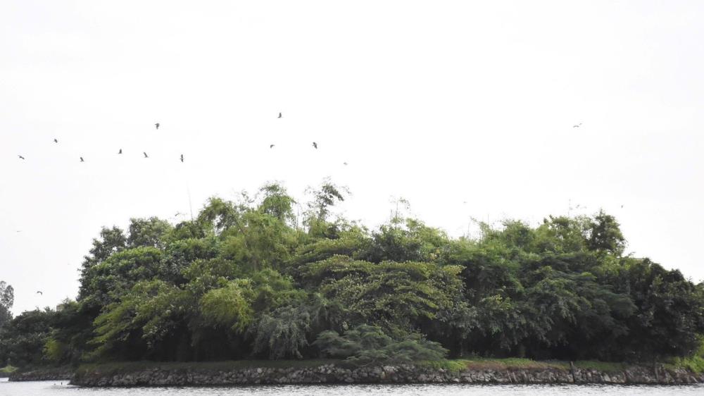 Đảo cò Tiến Nông