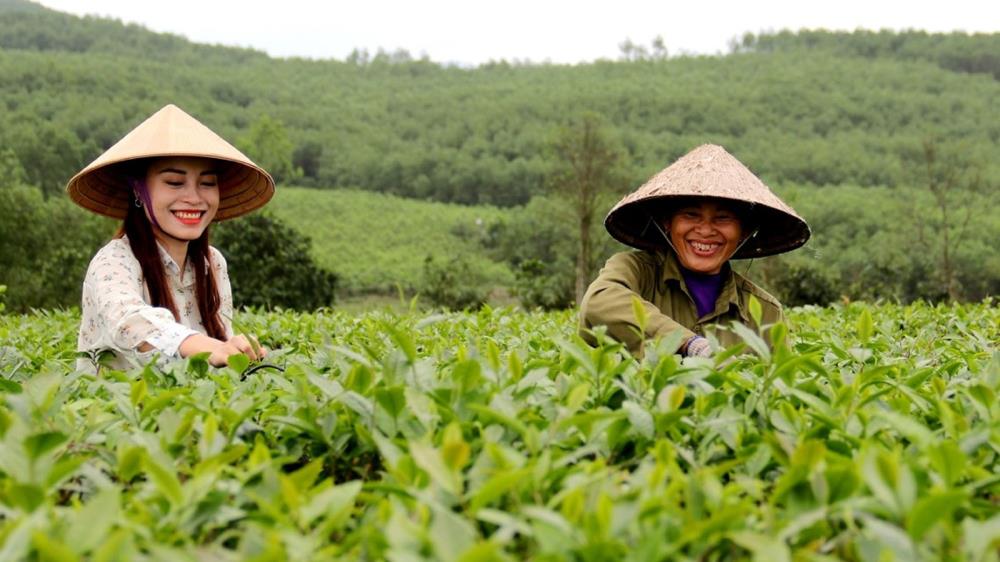 Đồi chè Kỳ Trung