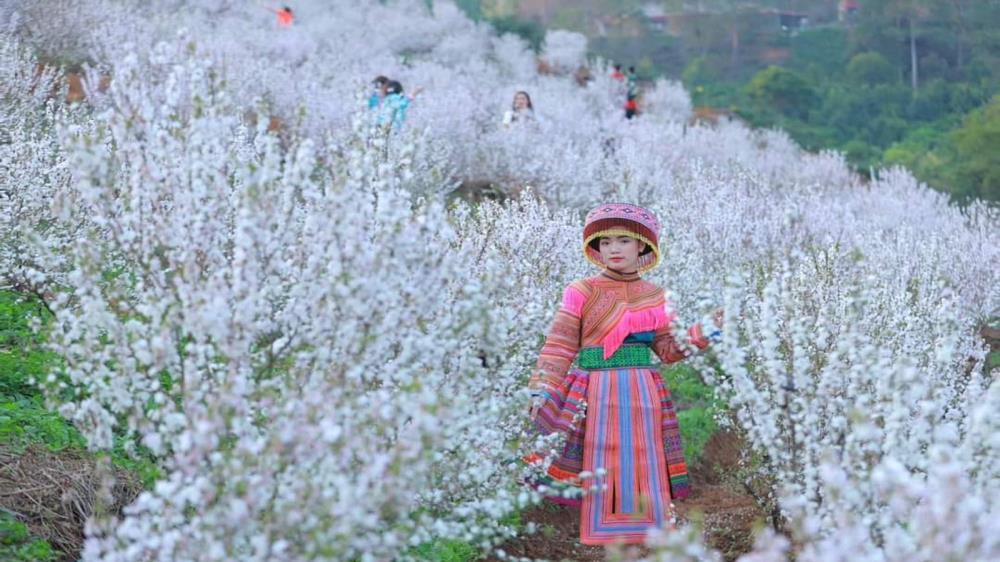 Vườn nhất chi mai Lai Châu