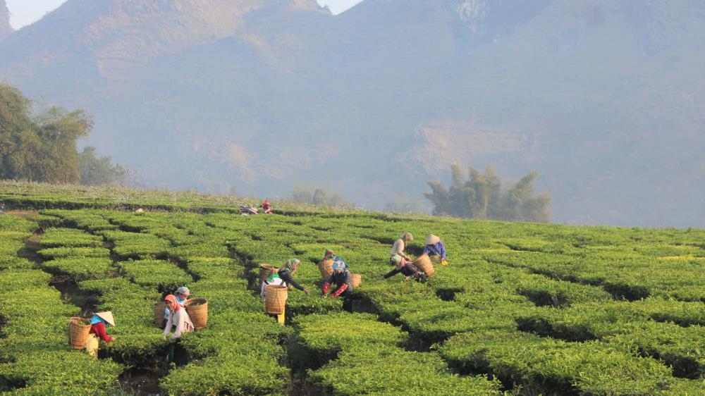 Tam Đường Tea Lai Châu