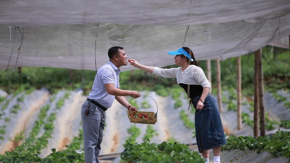 Hoa Mộc Châu Farm
