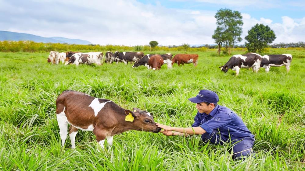 Trang trại bò sữa Dairy Farm Mộc Châu