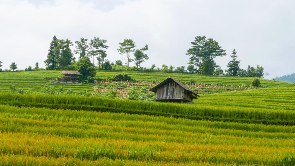Nậm Sài Sapa
