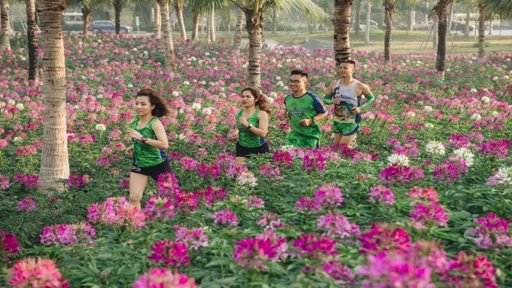 Cánh đồng hoa tuý điệp Sapa