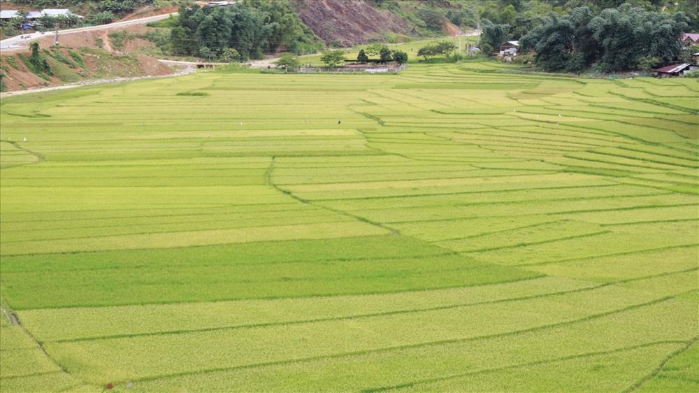 Ruộng bậc thang Chuôr Quảng Nam
