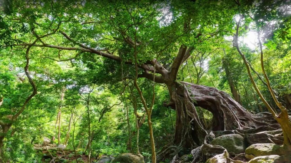 Nhất Lâm Thuỷ Trang Trà Đà Nẵng