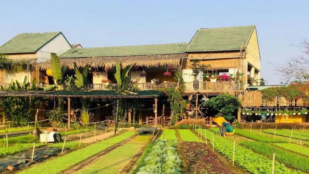 Làng rau Trà Quế Quảng Nam