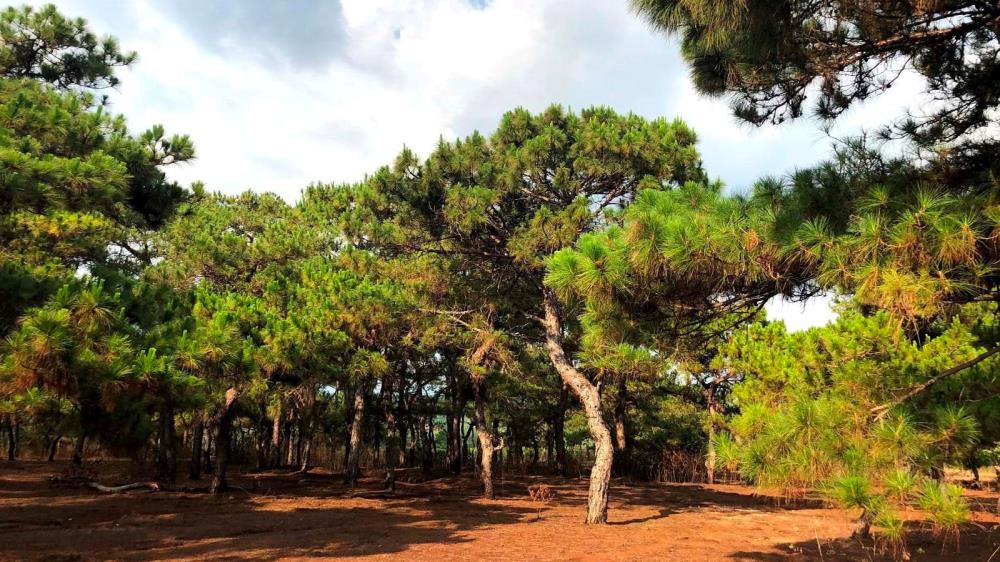 Rừng thông Đắk Đoa Gia Lai