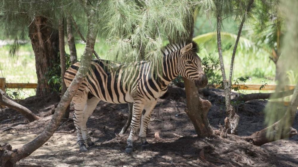 FLC Zoo Safari Park Quy Nhơn