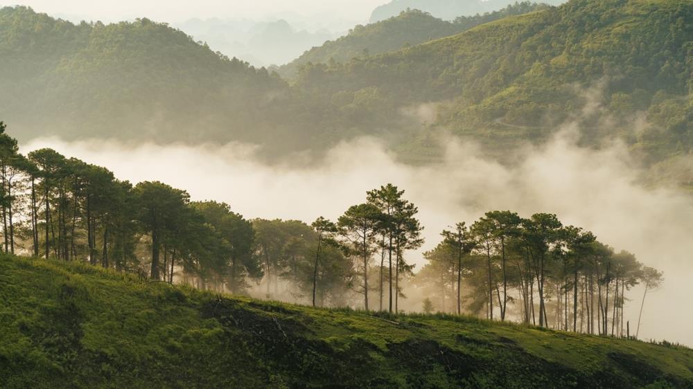 Đồi thông Hà Tam Gia Lai