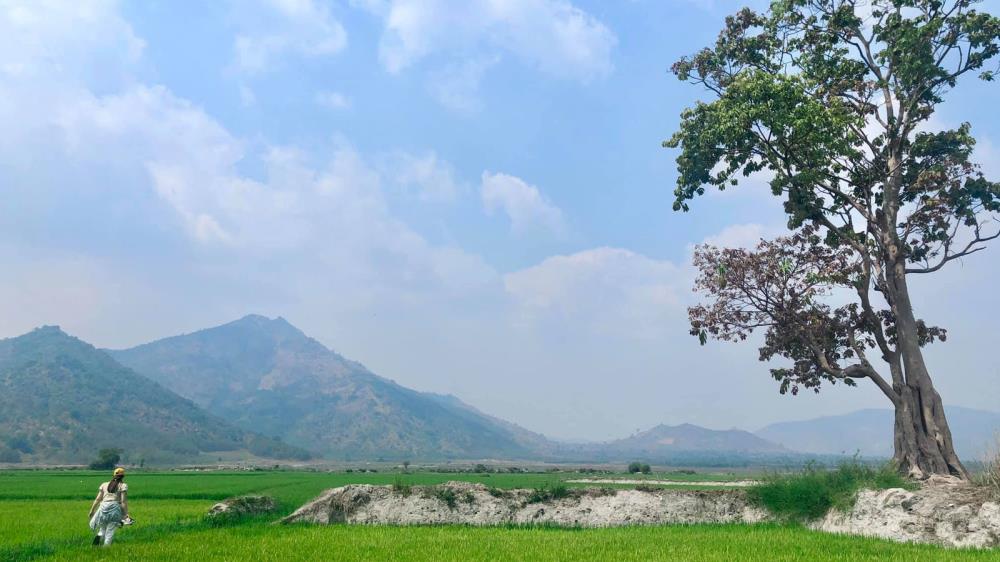 Cánh đồng Ngô Sơn Gia Lai