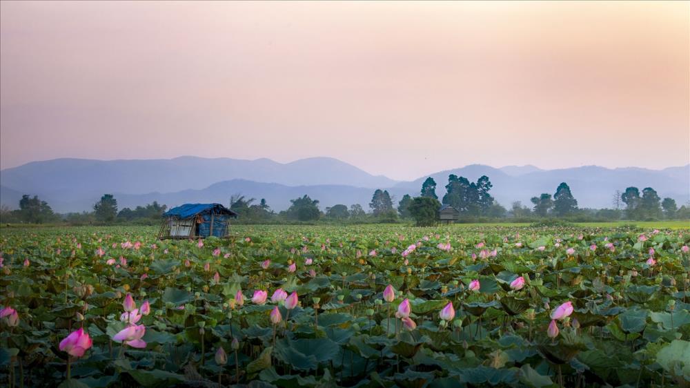Cánh đồng sen Phú Thiện Gia Lai