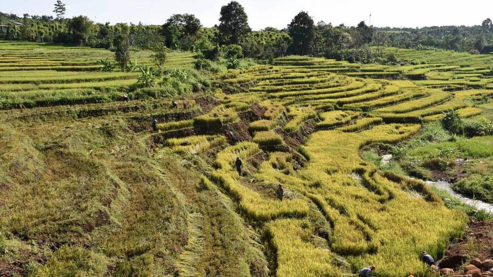Ruộng bậc thang Đak Tơ Pê Gia Lai