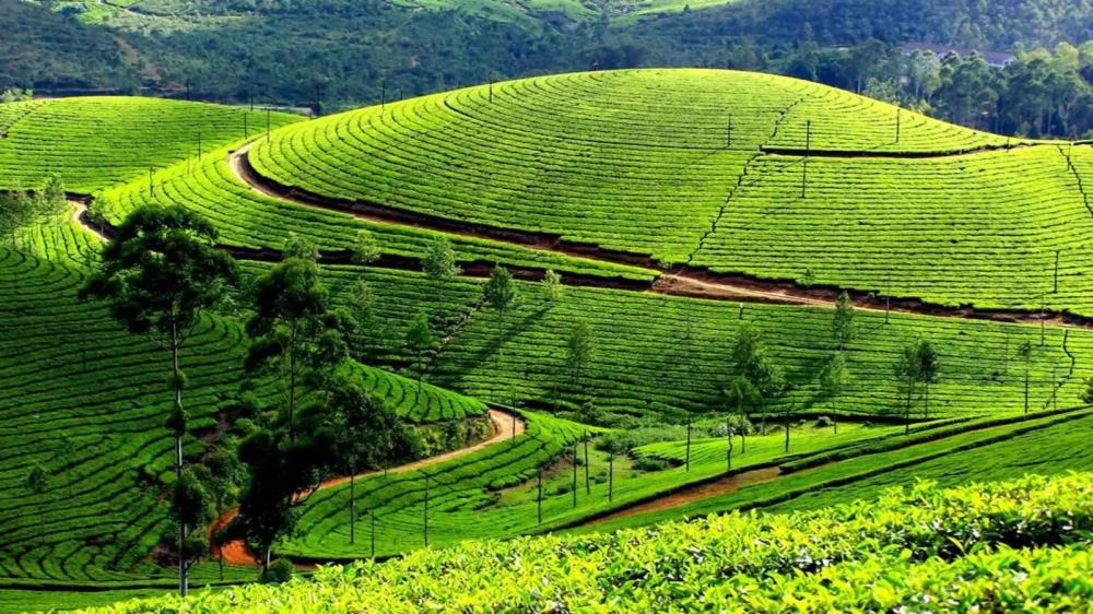 Đồi chè Gia Nghĩa Đắk Nông