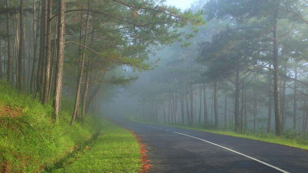 Rừng thông Đắk Glong Đắk Nông