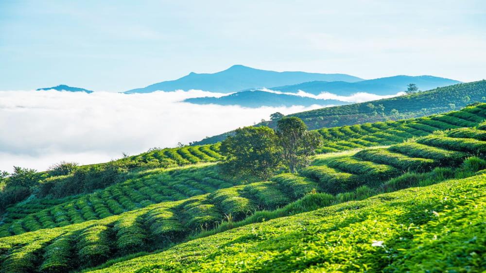 Đồi chè Tâm Châu