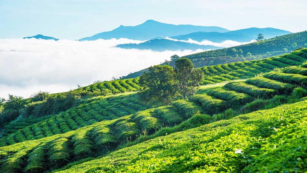 Đồi chè Cầu Đất Đà Lạt