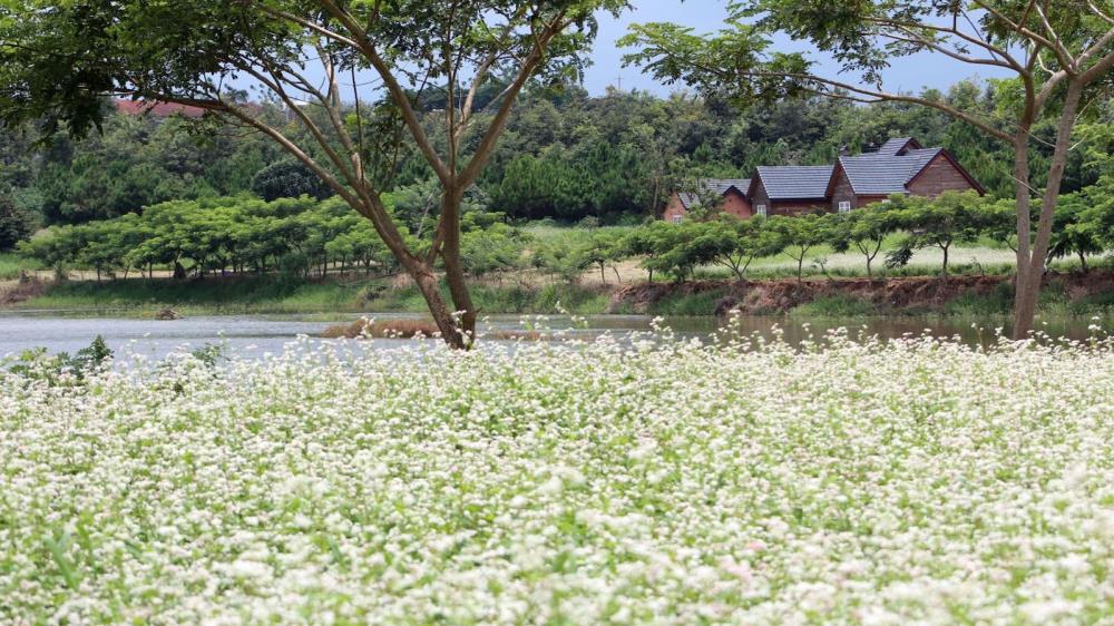 Vườn hoa tam giác mạch Tà Nung Đà Lạt