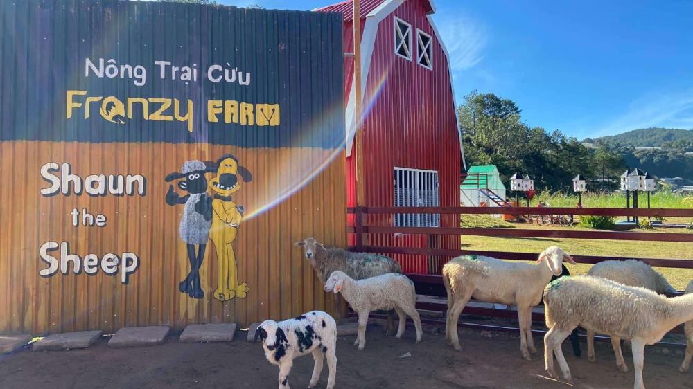 Nông trại cừu Frenzy Farm Đà Lạt