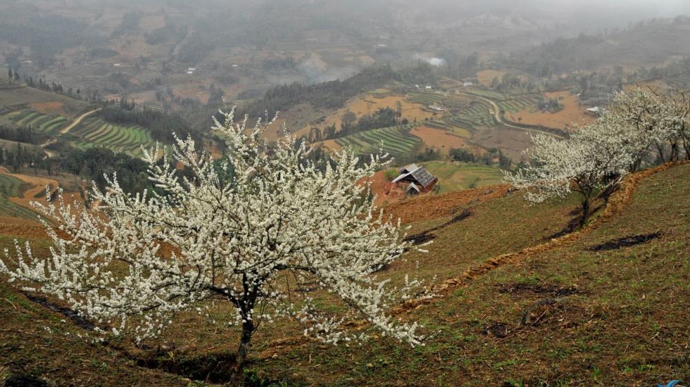 Cao nguyên Bắc Hà Lào Cai
