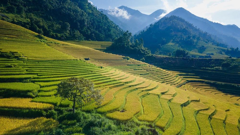 Thung lũng Nậm Cang Sapa