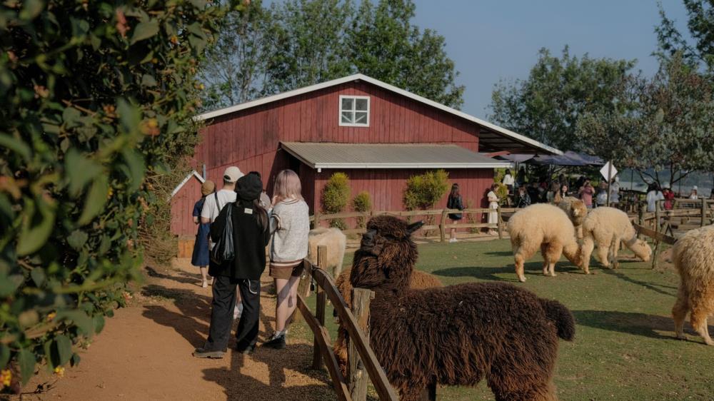 Chika Farm Đà Lạt