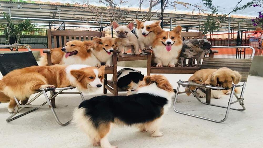 Nông trại cún Puppy Farm Đà Lạt