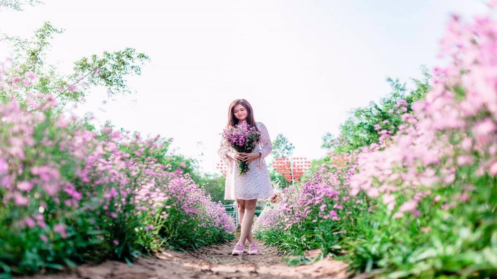 Vườn hoa thạch thảo Đà Lạt