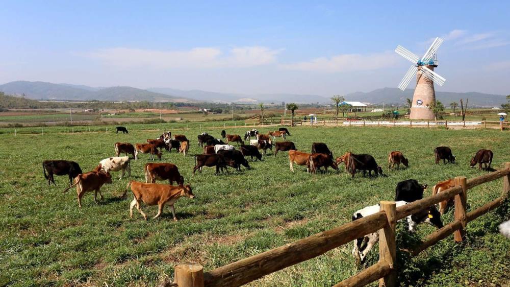 Dalat Milk Farm
